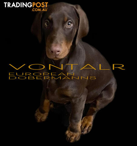 EUROPEAN DOBERMANN PUPPIES FOR SALE