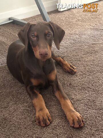 EUROPEAN DOBERMANN PUPPIES FOR SALE