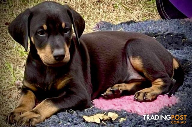 ANKC Registered Dobermann Puppies Available