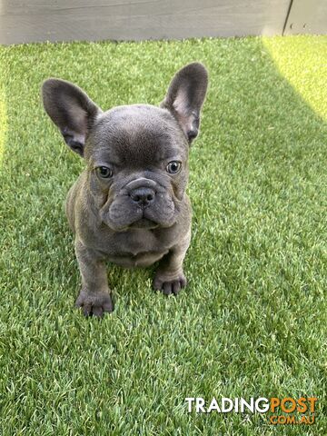 Ready now, stunning French bulldogs pure breed