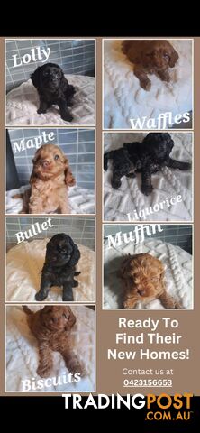 BEAUTIFUL CAVOODLE PUPPIES