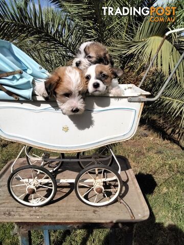 Rough Coat Jack Russell purebred pups