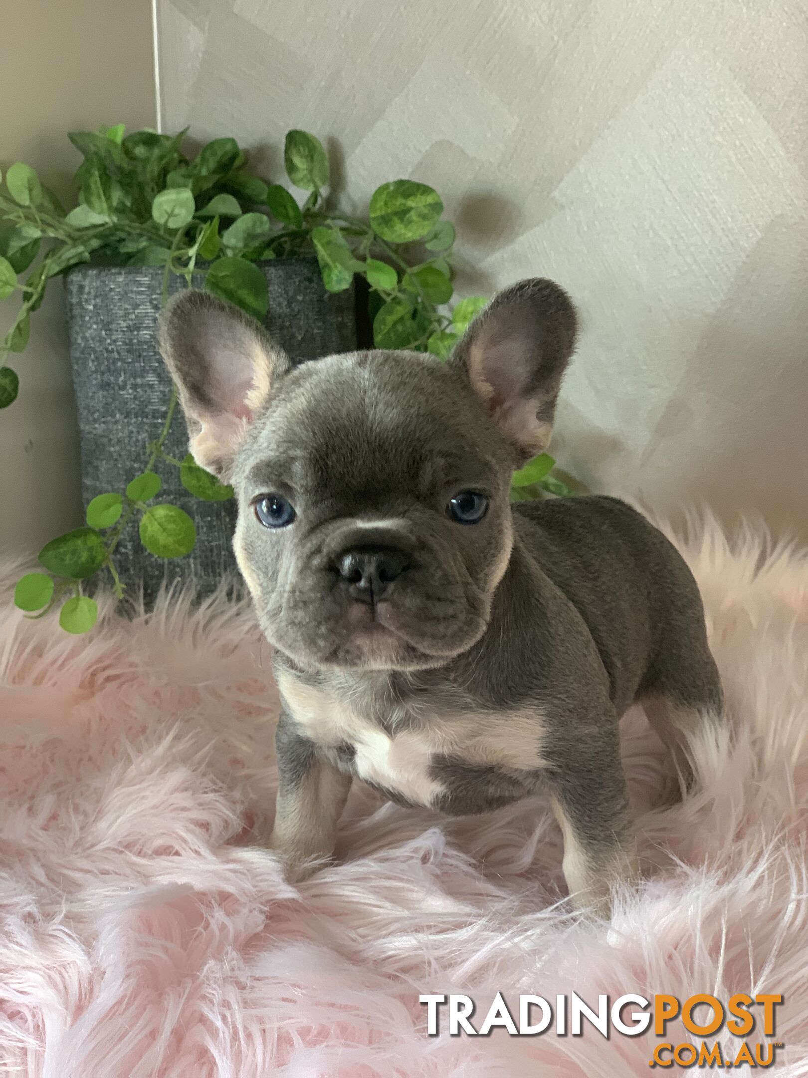 Pedigree Prebred French Bulldogs