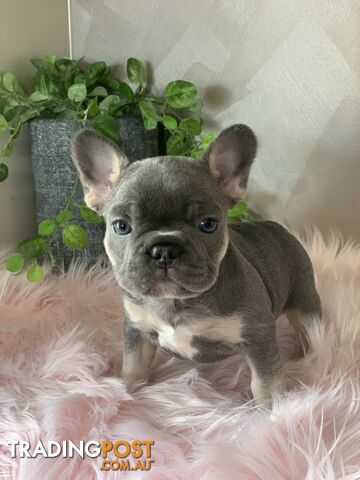 Pedigree Prebred French Bulldogs