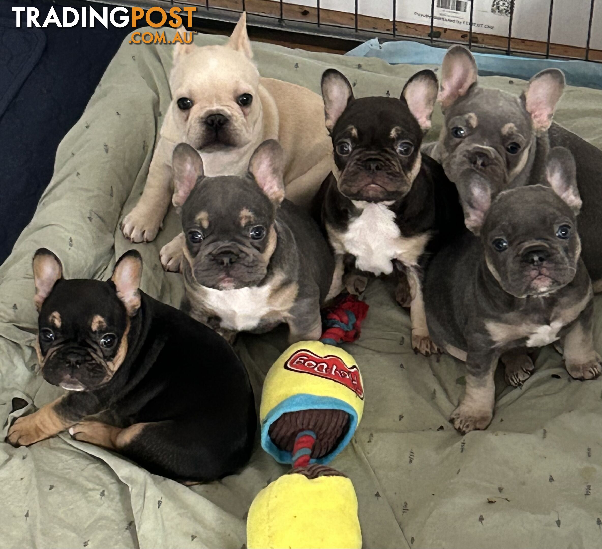 Pedigree Prebred French Bulldogs