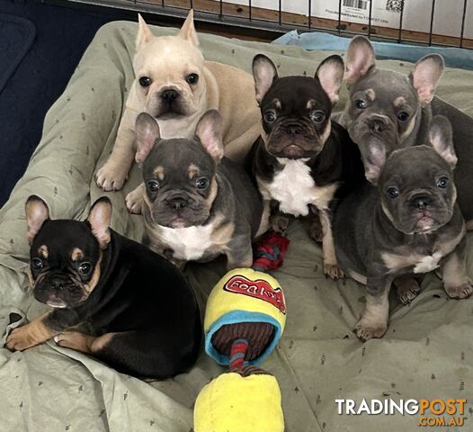 Pedigree Prebred French Bulldogs