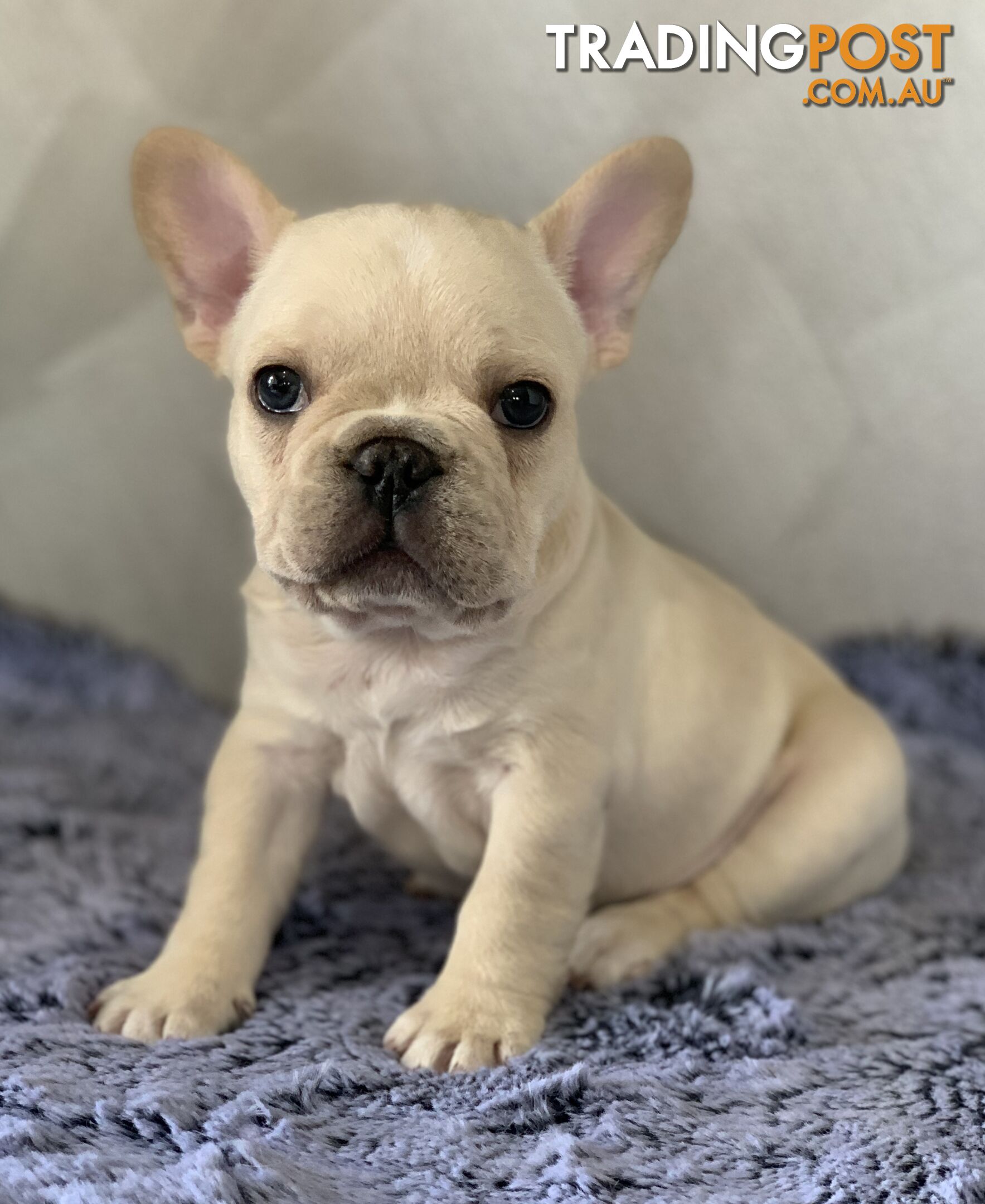 Pedigree Prebred French Bulldogs