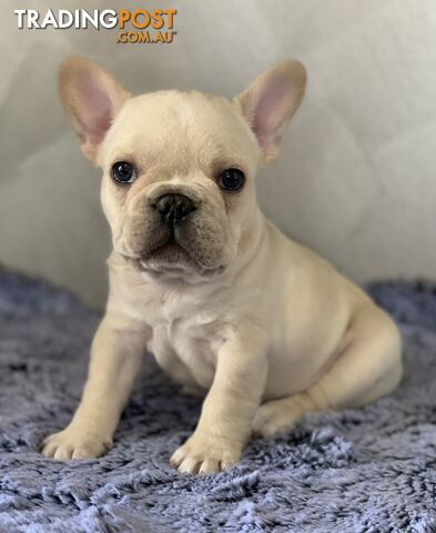 Pedigree Prebred French Bulldogs