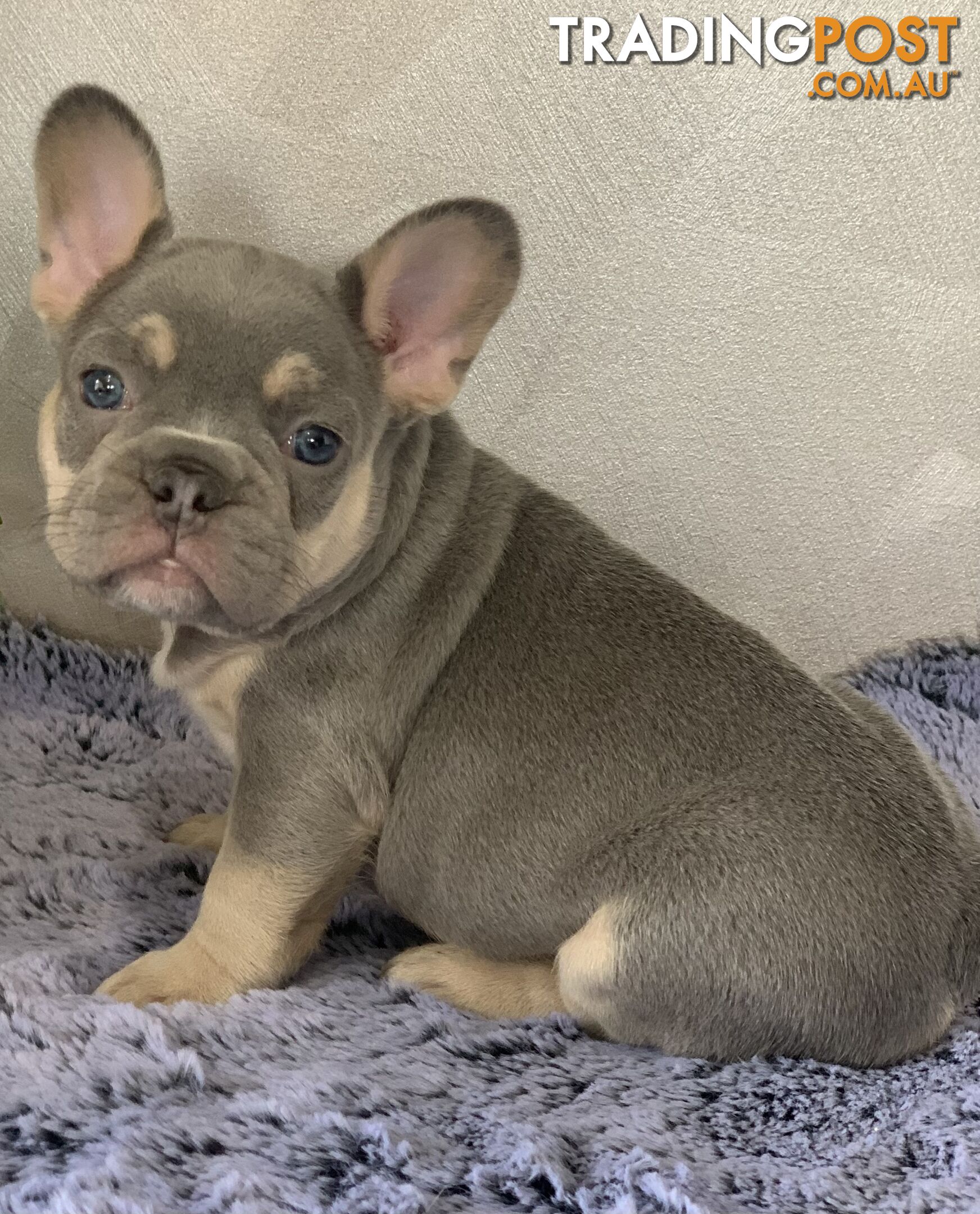 Pedigree Prebred French Bulldogs