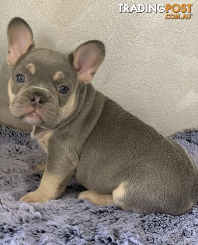 Pedigree Prebred French Bulldogs