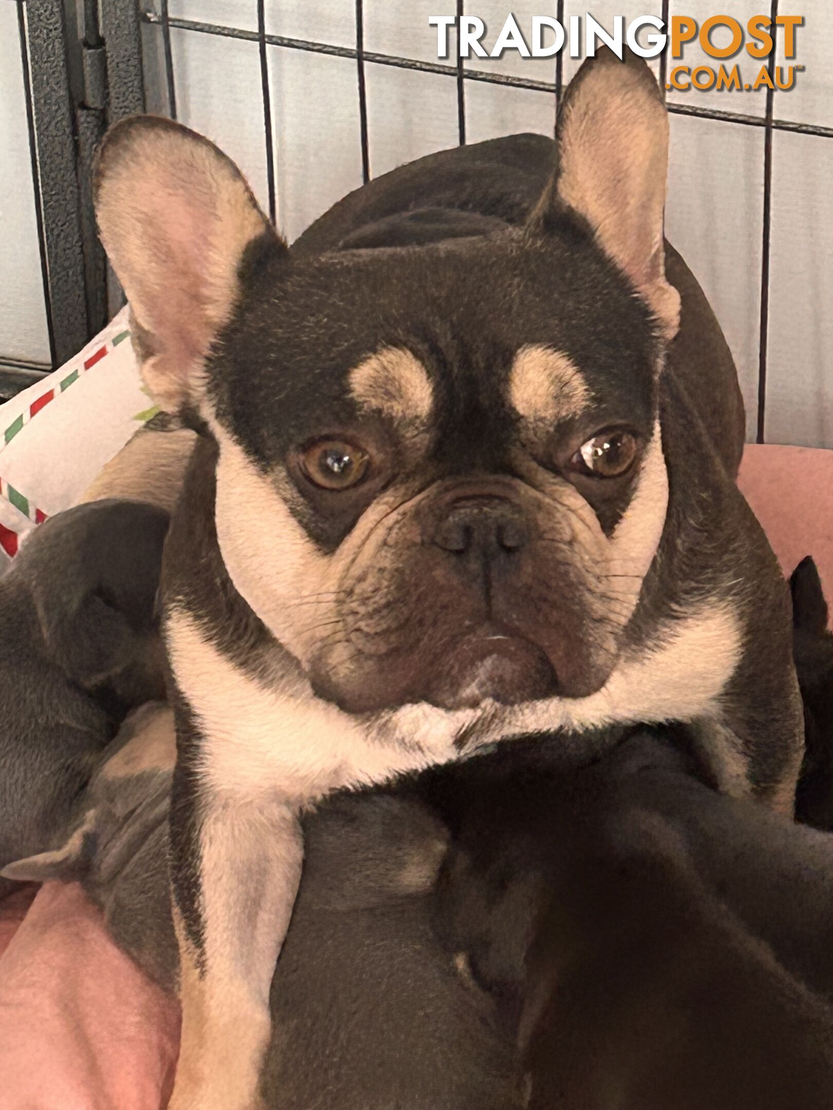 Pedigree Prebred French Bulldogs