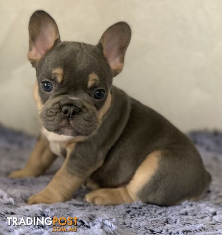 Pedigree Prebred French Bulldogs