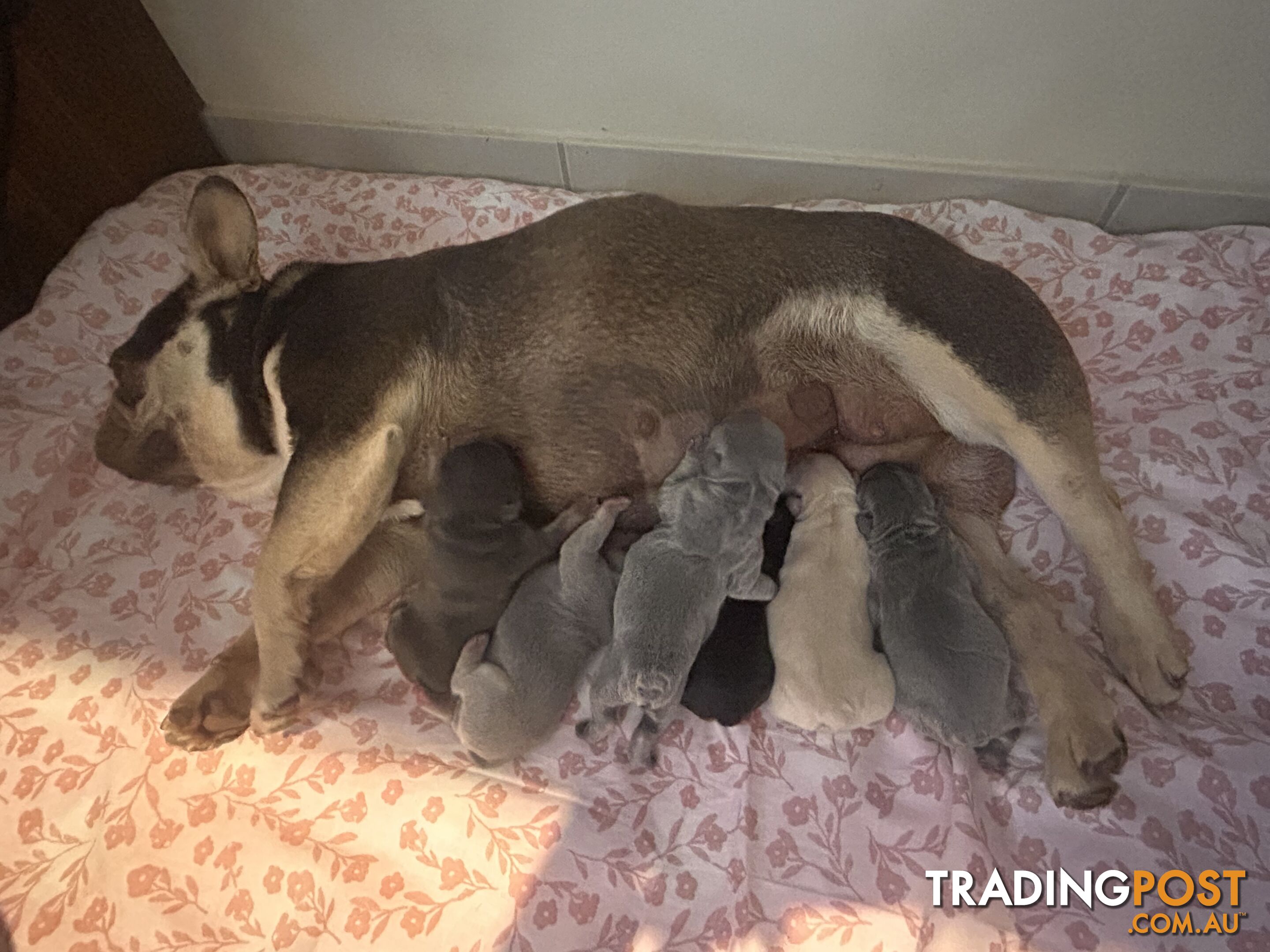 Pedigree Prebred French Bulldogs