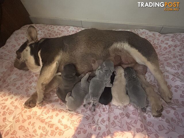 Pedigree Prebred French Bulldogs