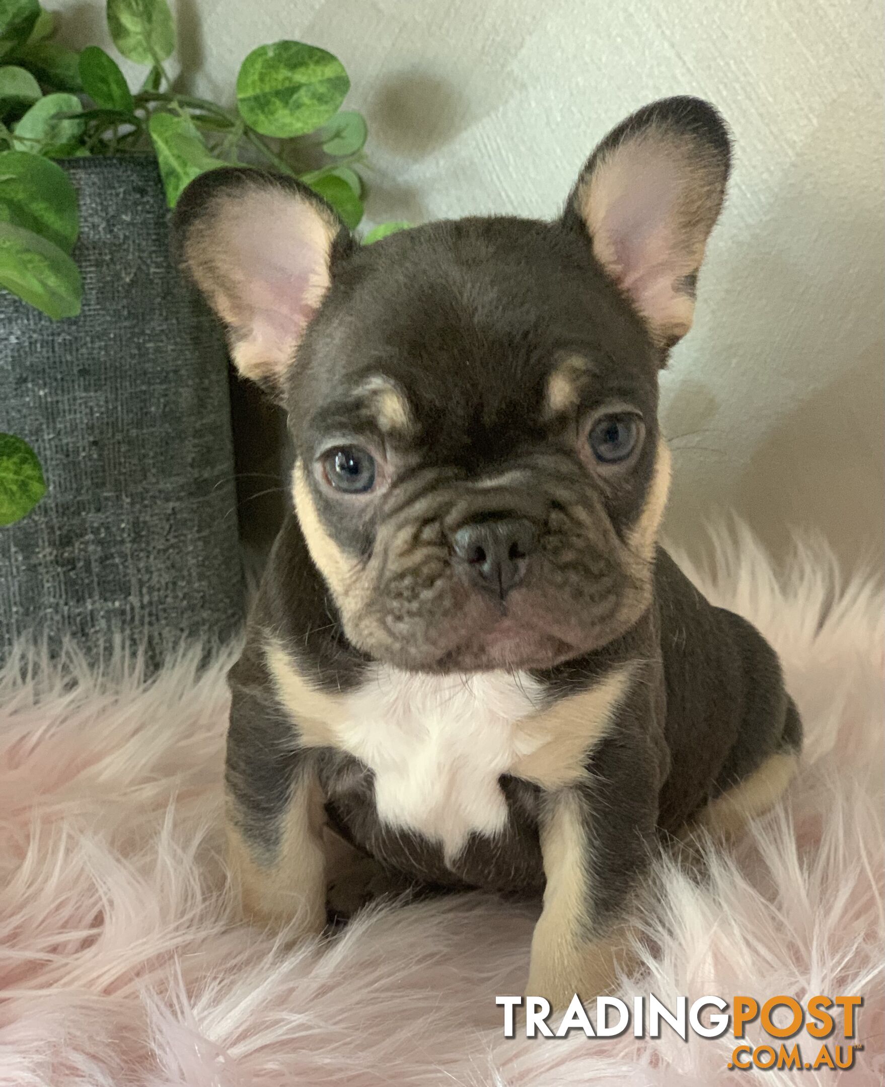 Pedigree Prebred French Bulldogs