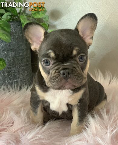 Pedigree Prebred French Bulldogs