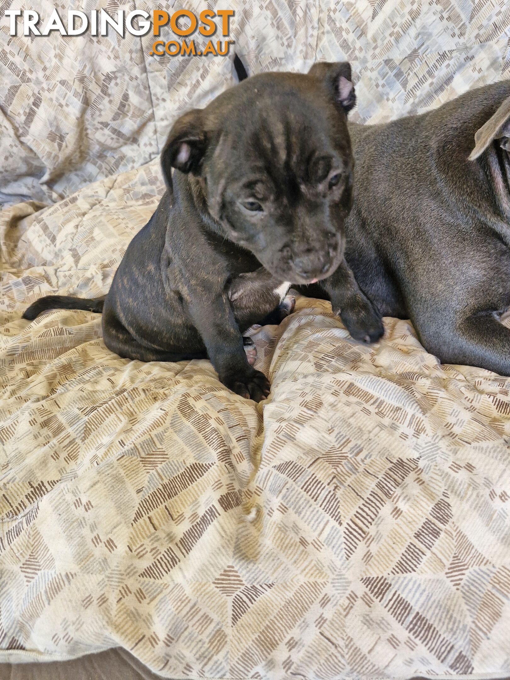 Pure-bred English staffie pups