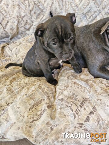 Pure-bred English staffie pups