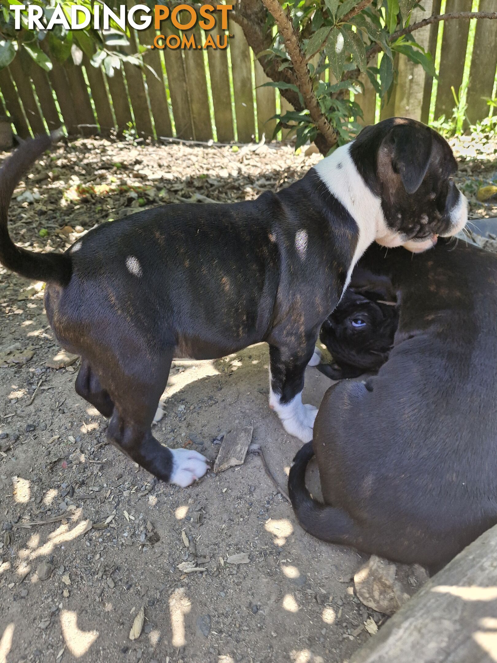 Pure-bred English staffie pups