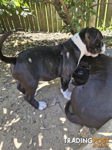 Pure-bred English staffie pups