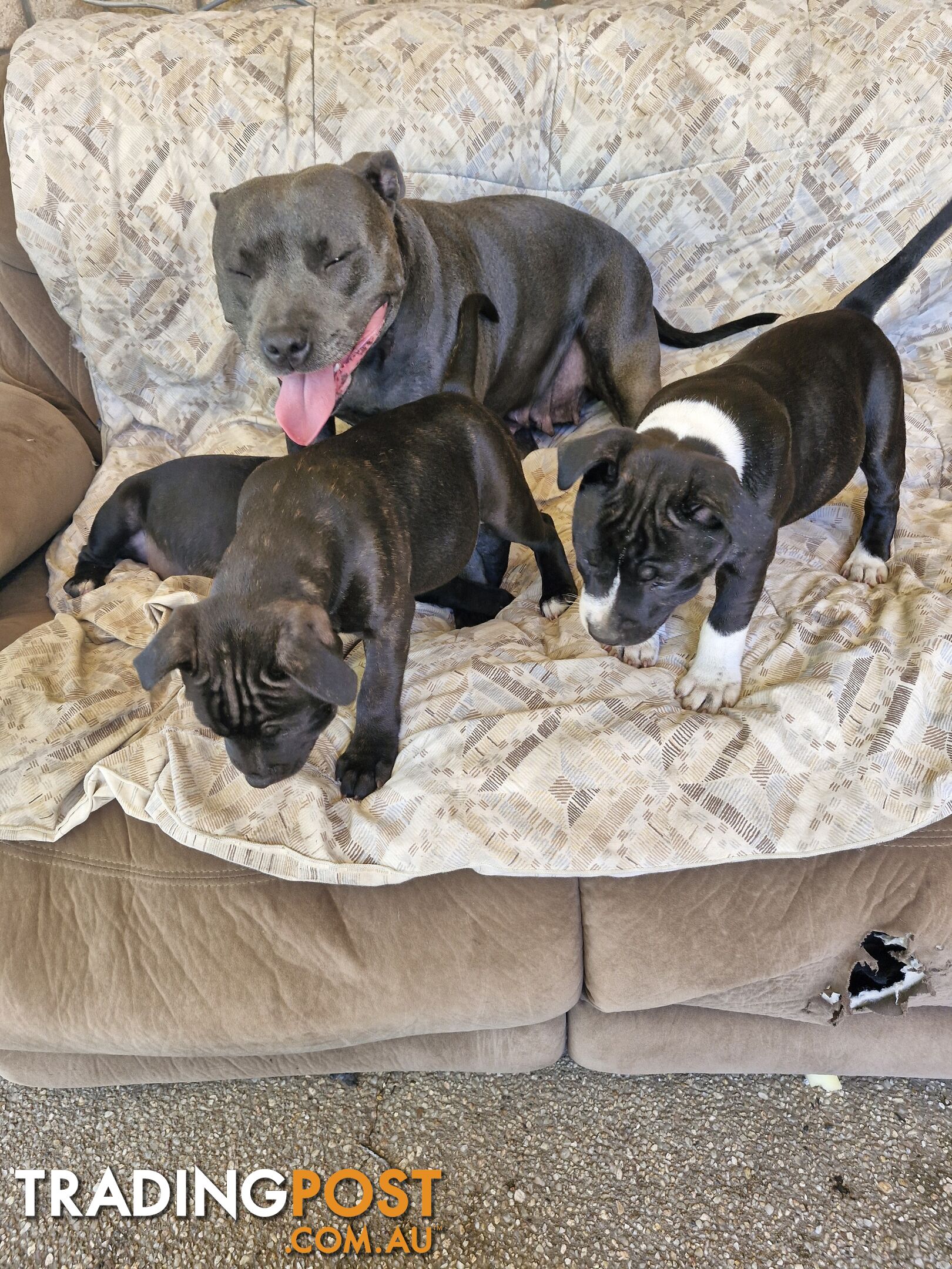 Pure-bred English staffie pups