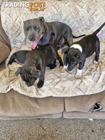 Pure-bred English staffie pups