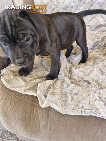 Pure-bred English staffie pups