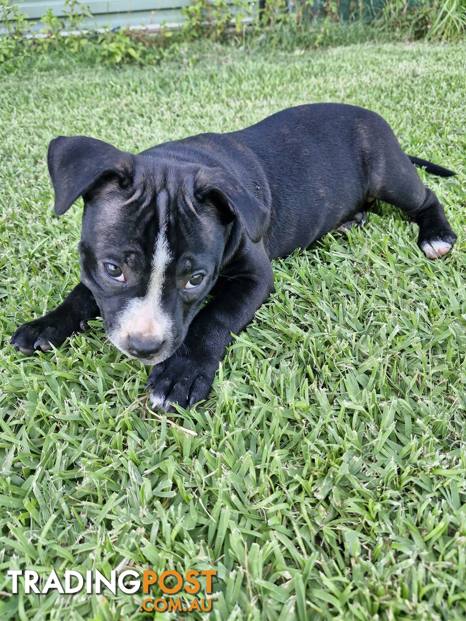 Pure-bred English staffie pups