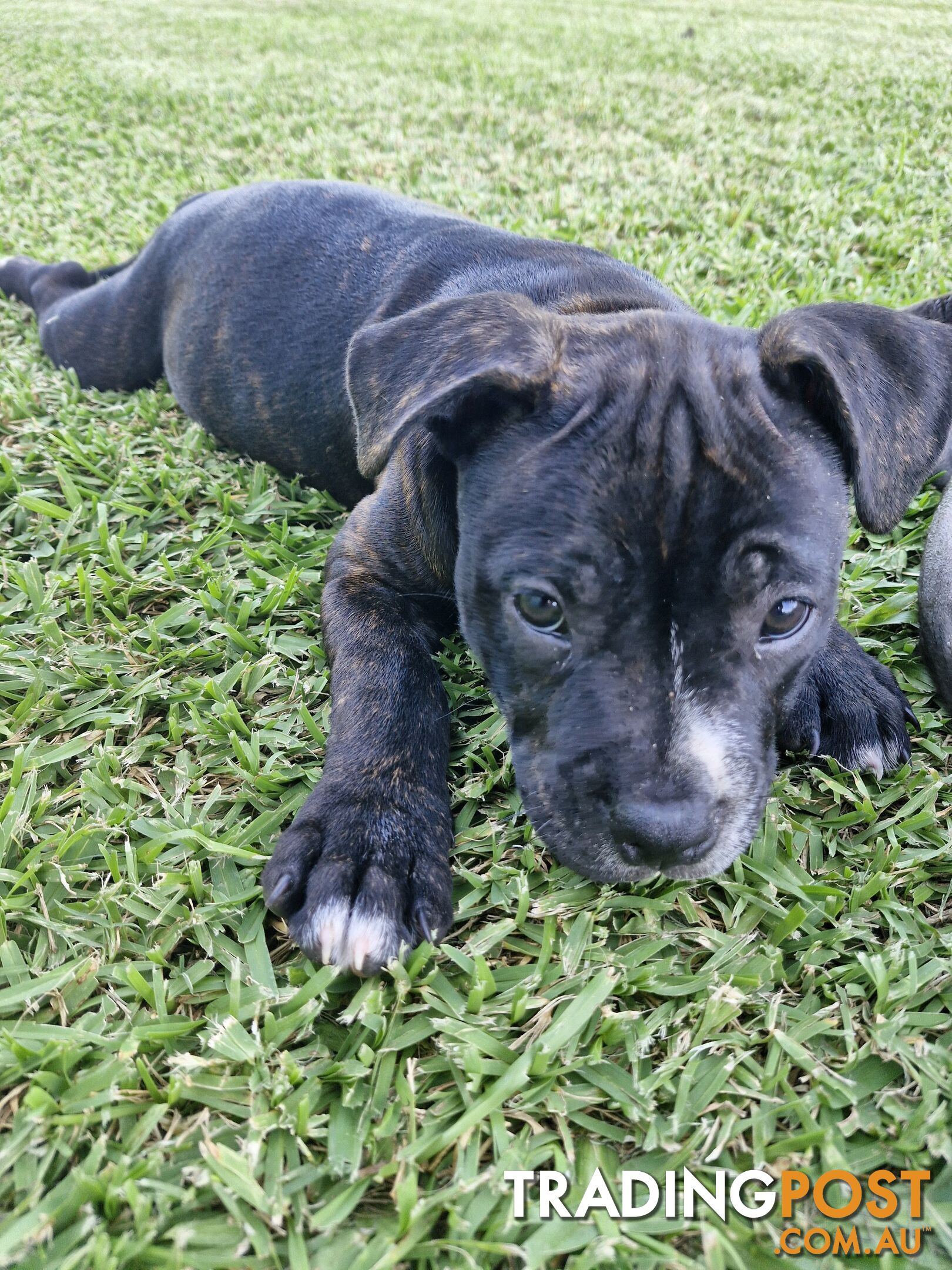 Pure-bred English staffie pups