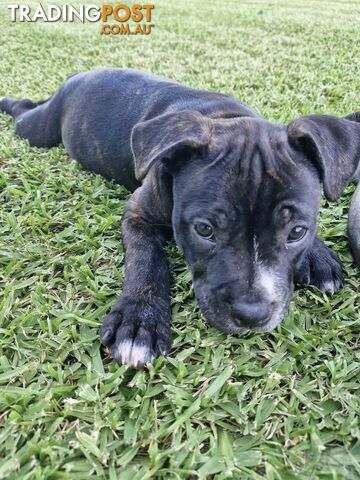 Pure-bred English staffie pups