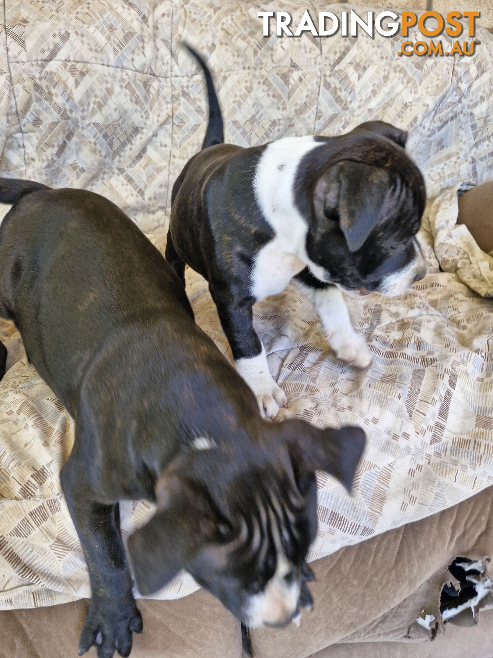 Pure-bred English staffie pups