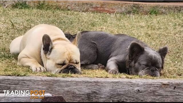 French Bulldog Puppies