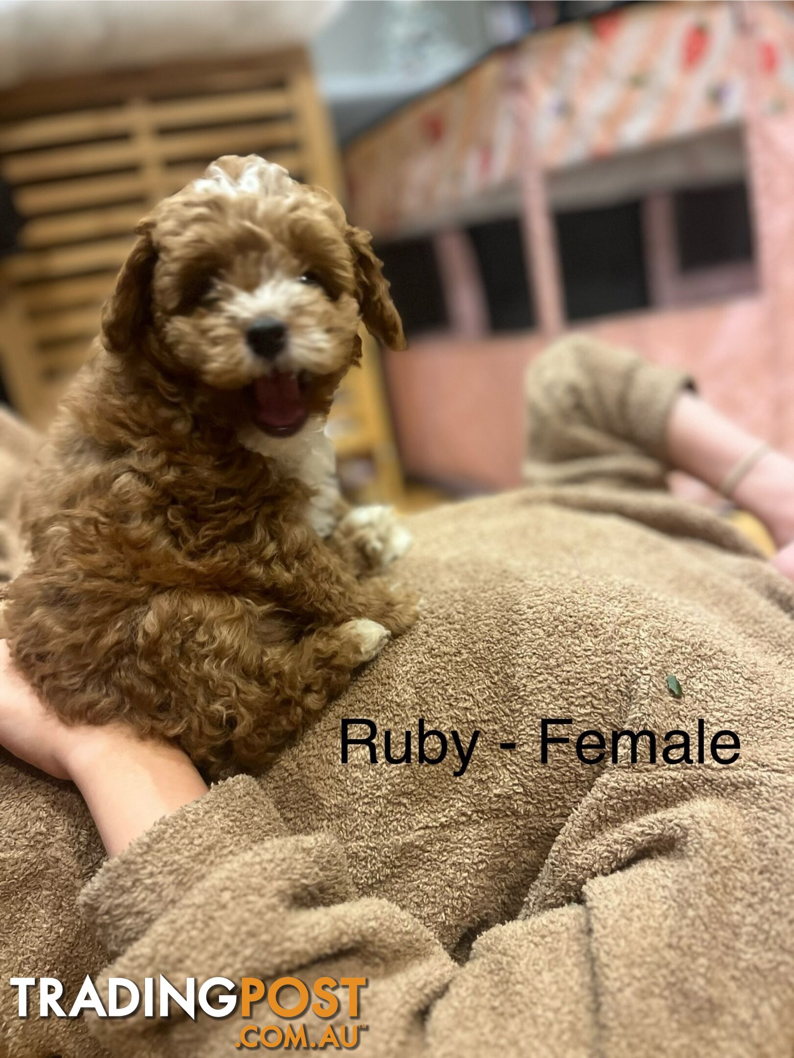 Toy Cavoodle x Toy Poodle 8 Weeks old