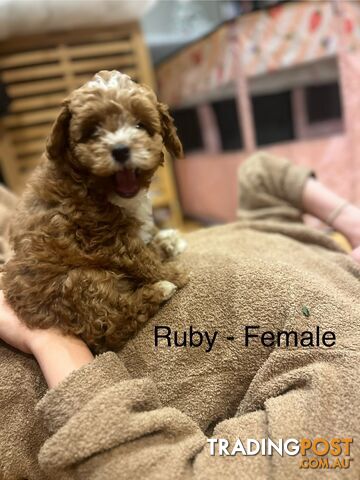 Toy Cavoodle x Toy Poodle 8 Weeks old