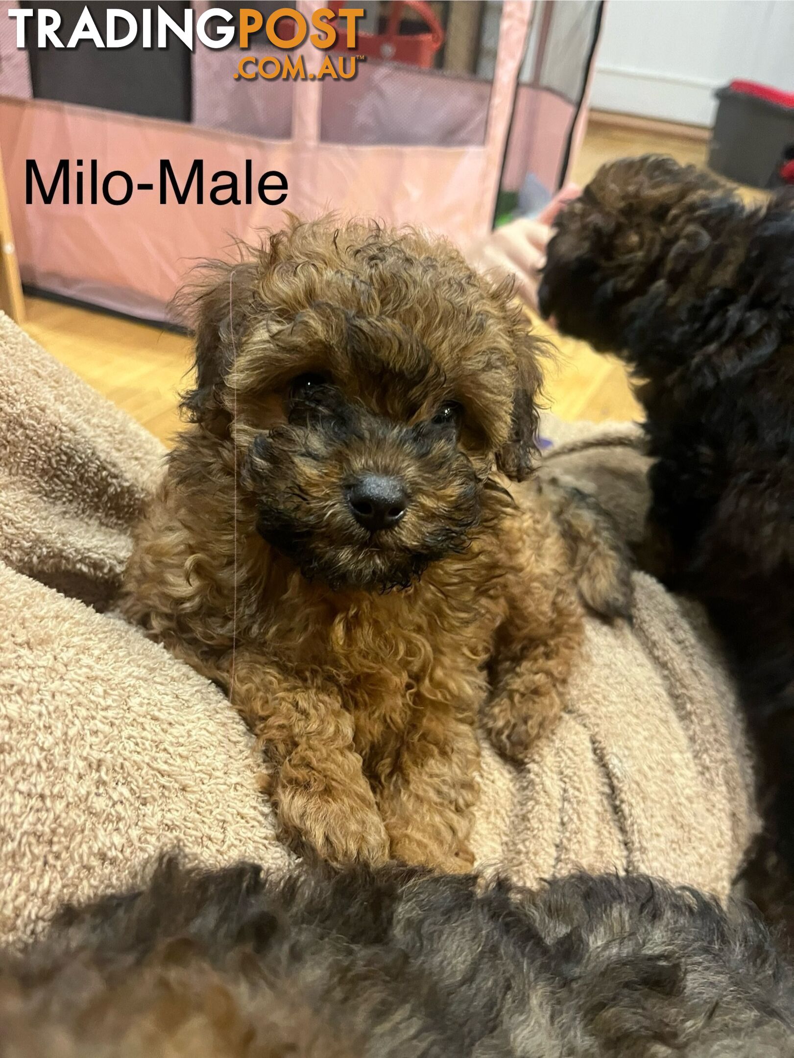 Toy Cavoodle x Toy Poodle 8 Weeks old