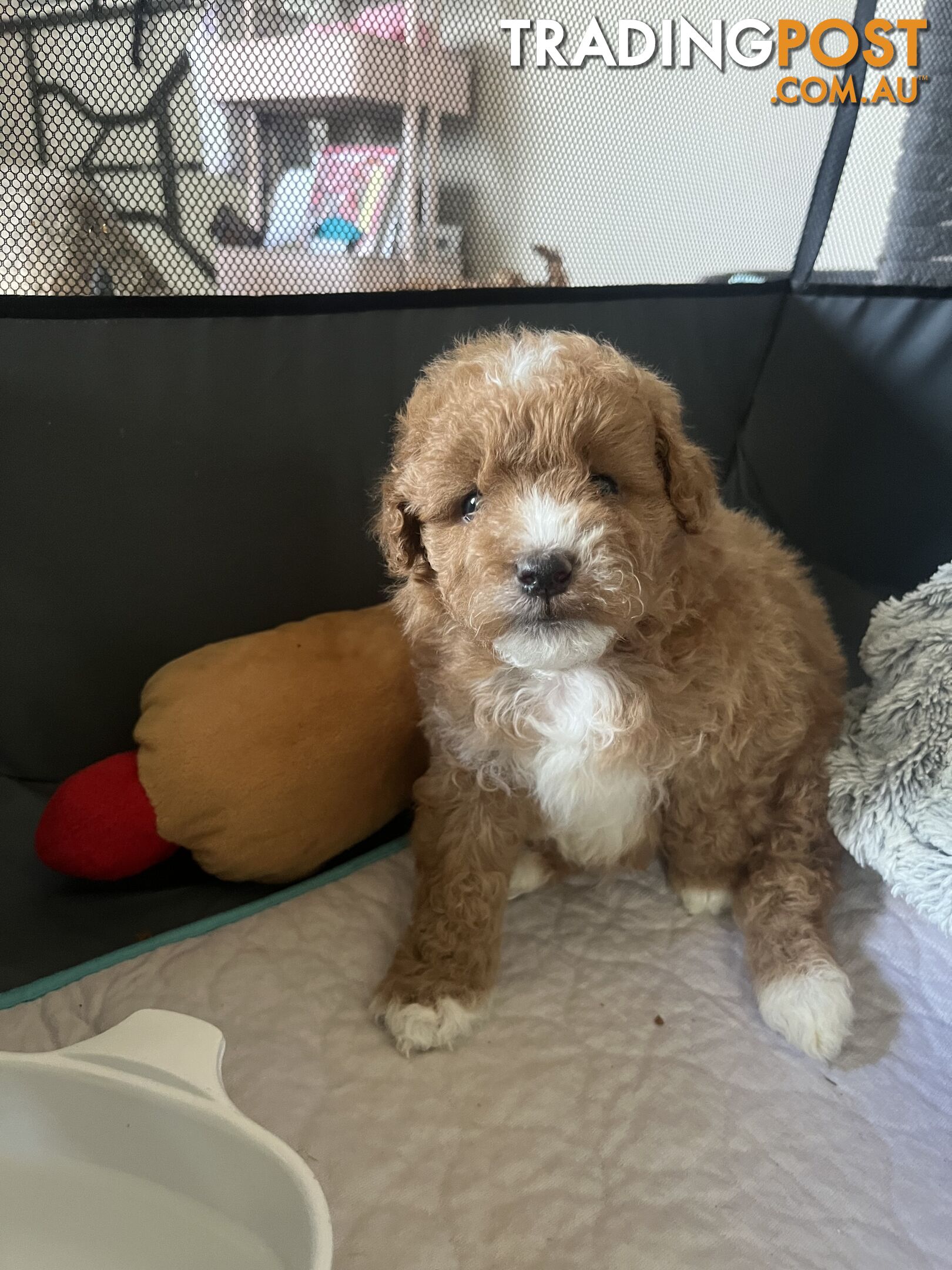 Toy Cavoodle x Toy Poodle 8 Weeks old