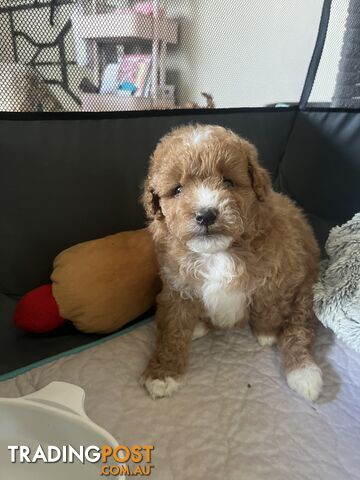 Toy Cavoodle x Toy Poodle 8 Weeks old