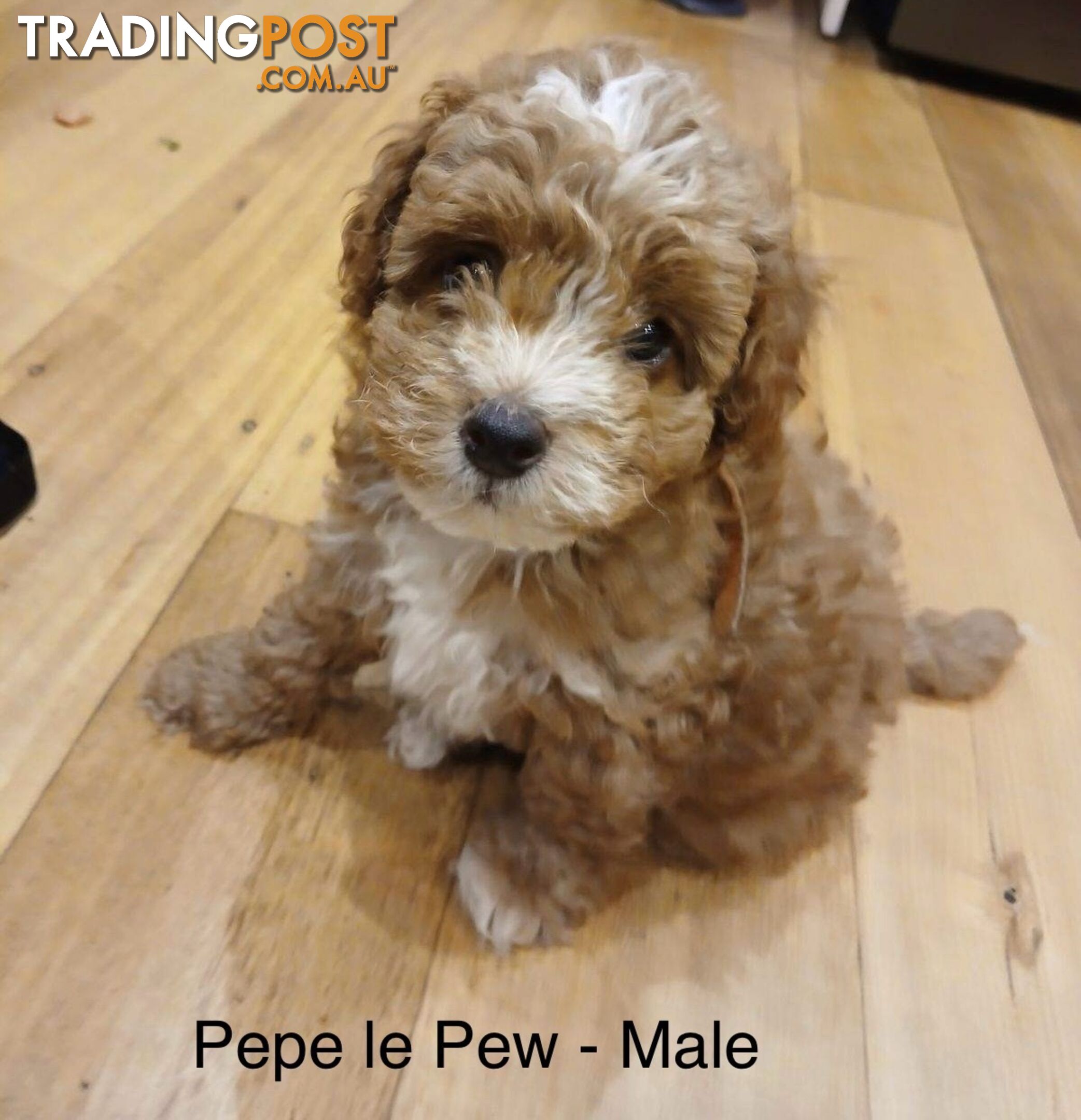 Toy Cavoodle x Toy Poodle 8 Weeks old