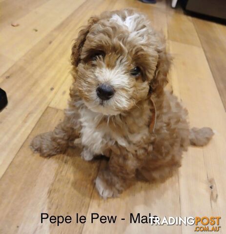 Toy Cavoodle x Toy Poodle 8 Weeks old