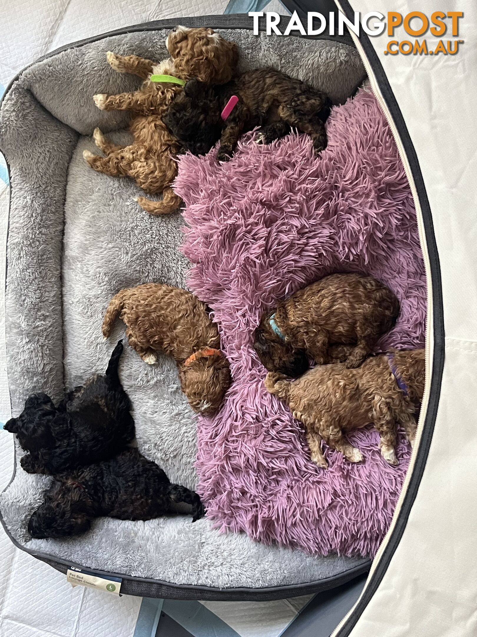 Toy Cavoodle x Toy Poodle 8 Weeks old