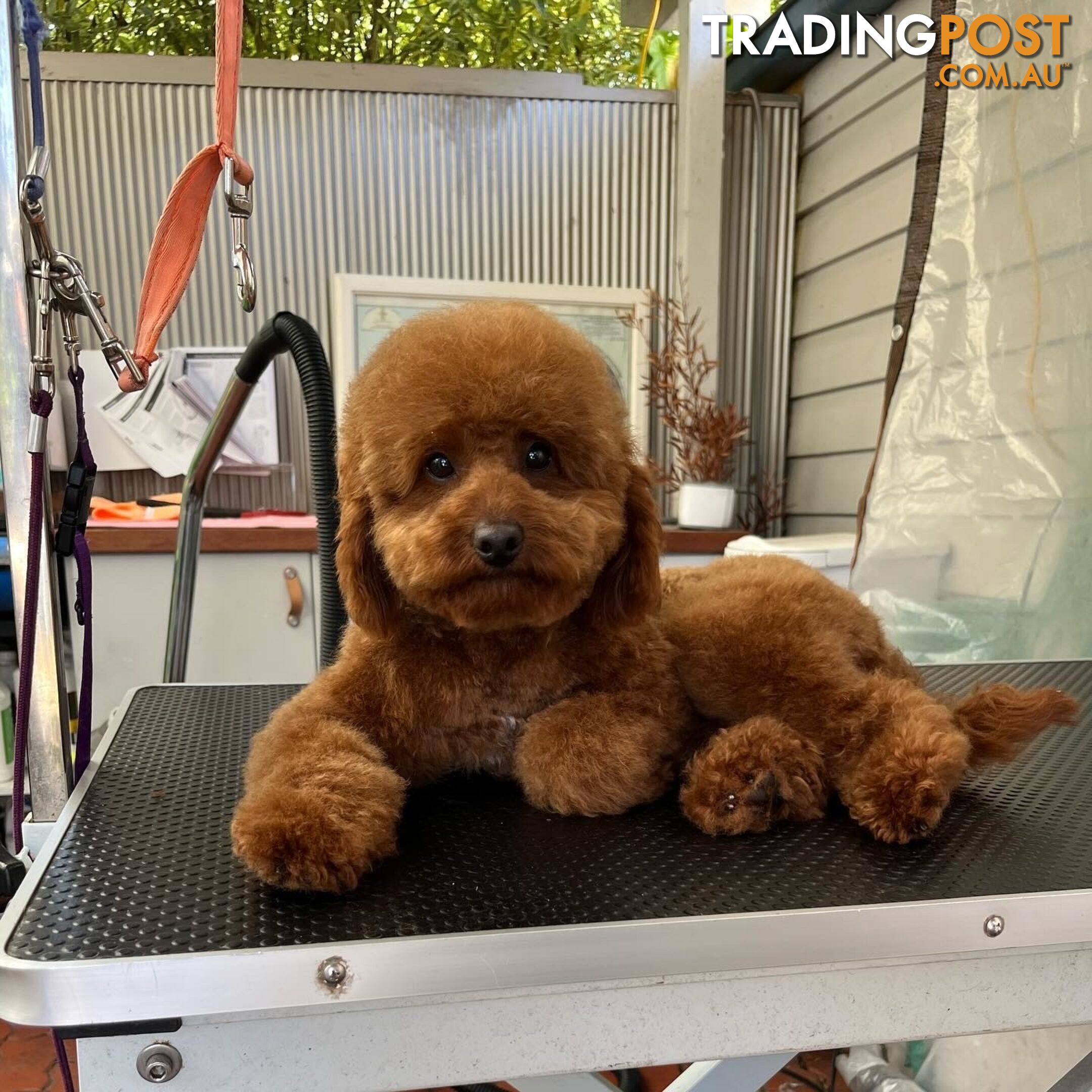 Toy Cavoodle x Toy Poodle 8 Weeks old