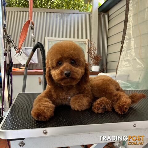 Toy Cavoodle x Toy Poodle 8 Weeks old