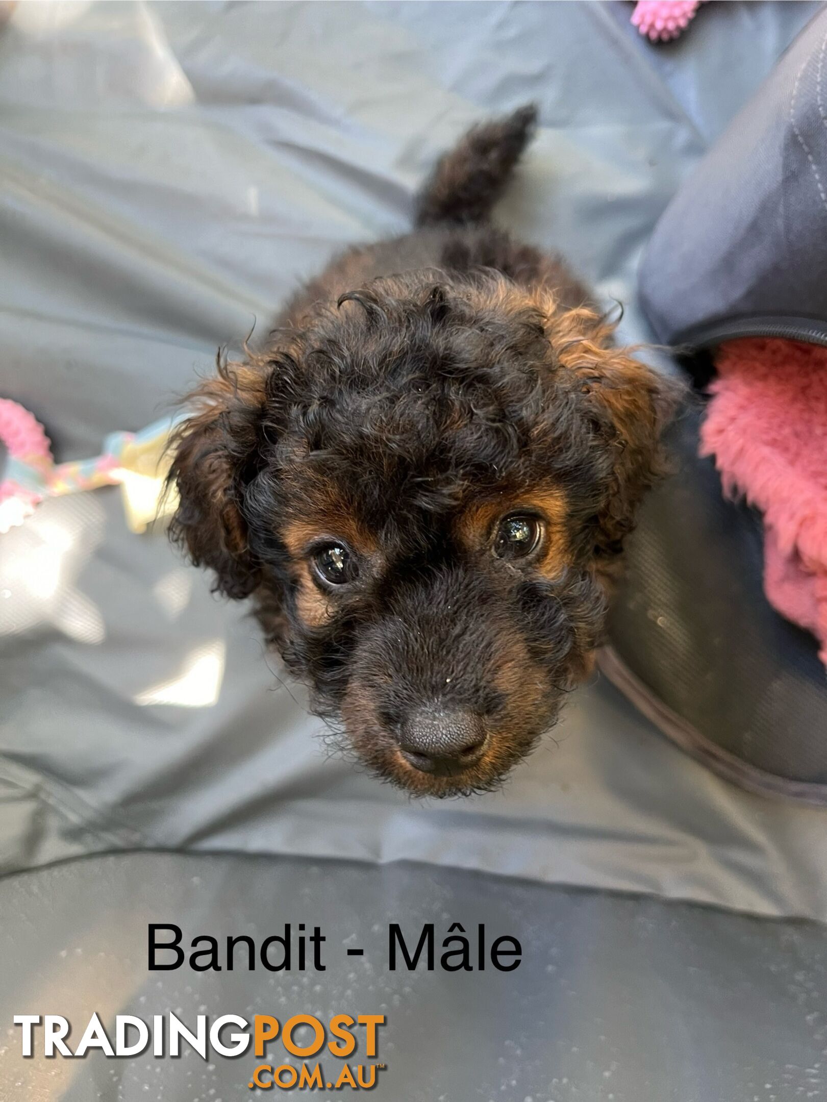 Toy Cavoodle x Toy Poodle 8 Weeks old