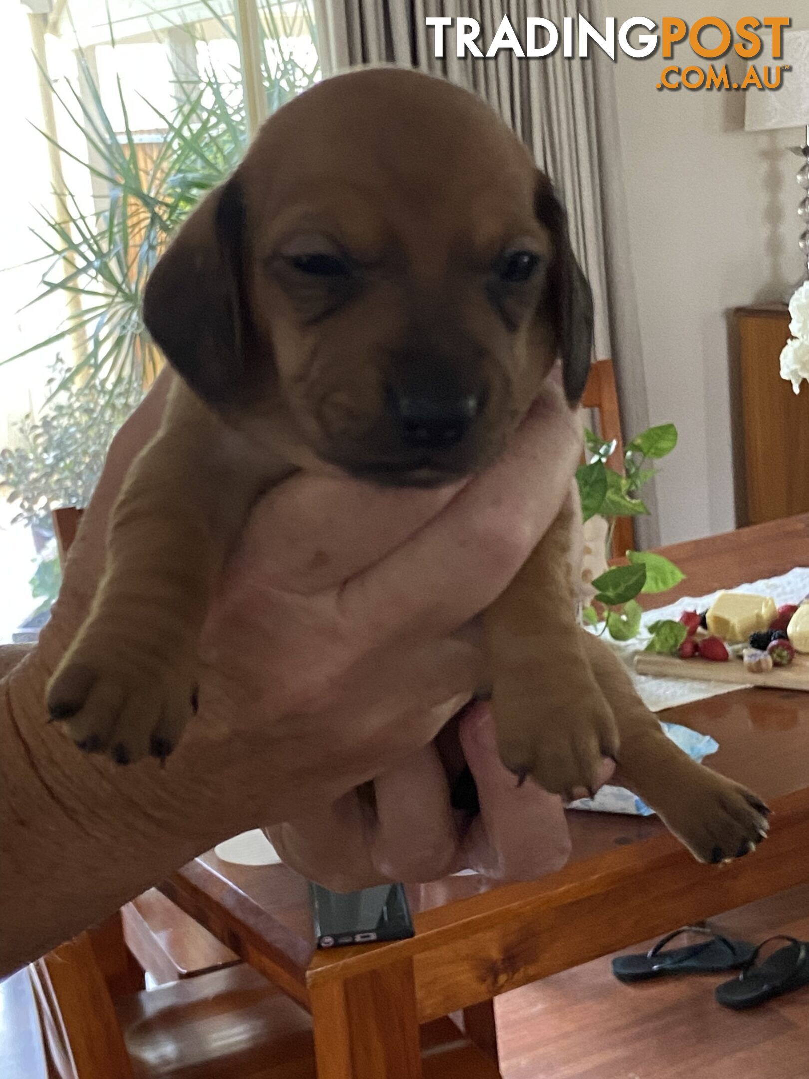 Adorable Pure Bred Dachshund Puppies