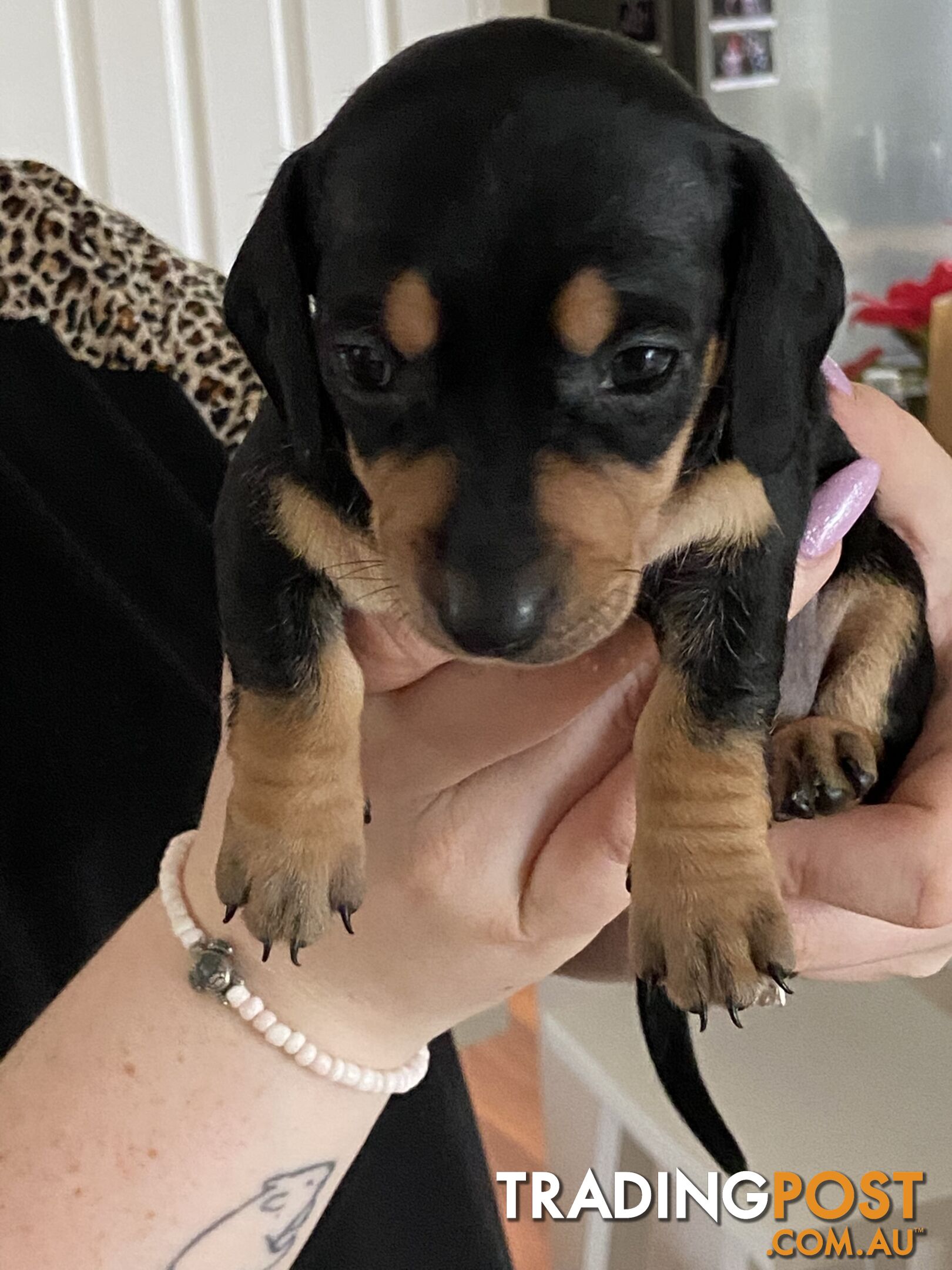 Adorable Pure Bred Dachshund Puppies