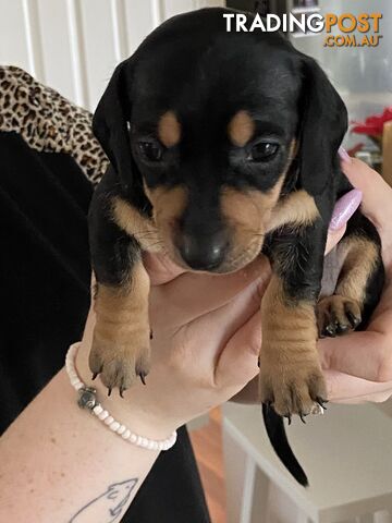 Adorable Pure Bred Dachshund Puppies