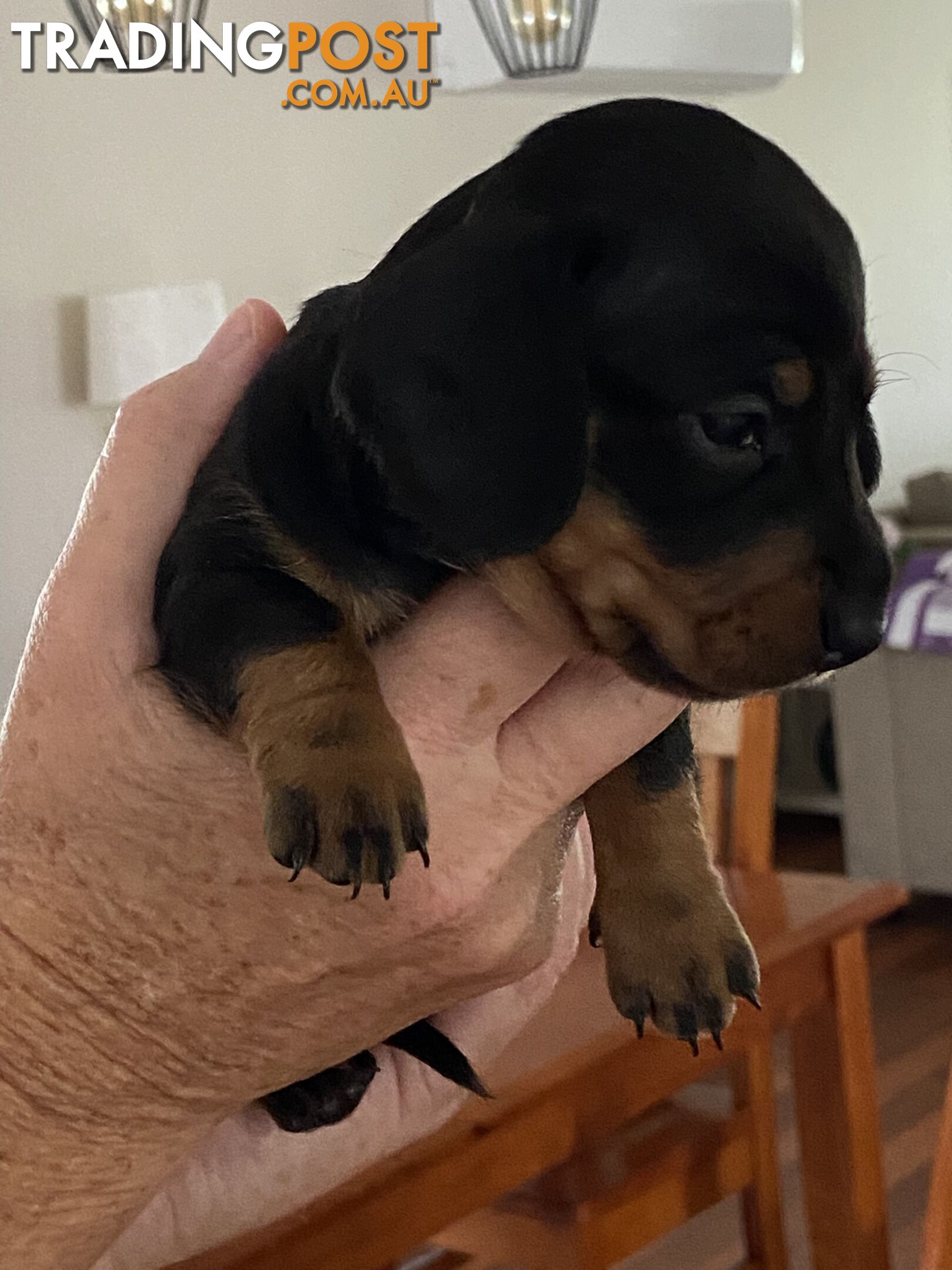 Adorable Pure Bred Dachshund Puppies