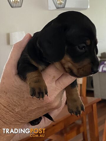 Adorable Pure Bred Dachshund Puppies