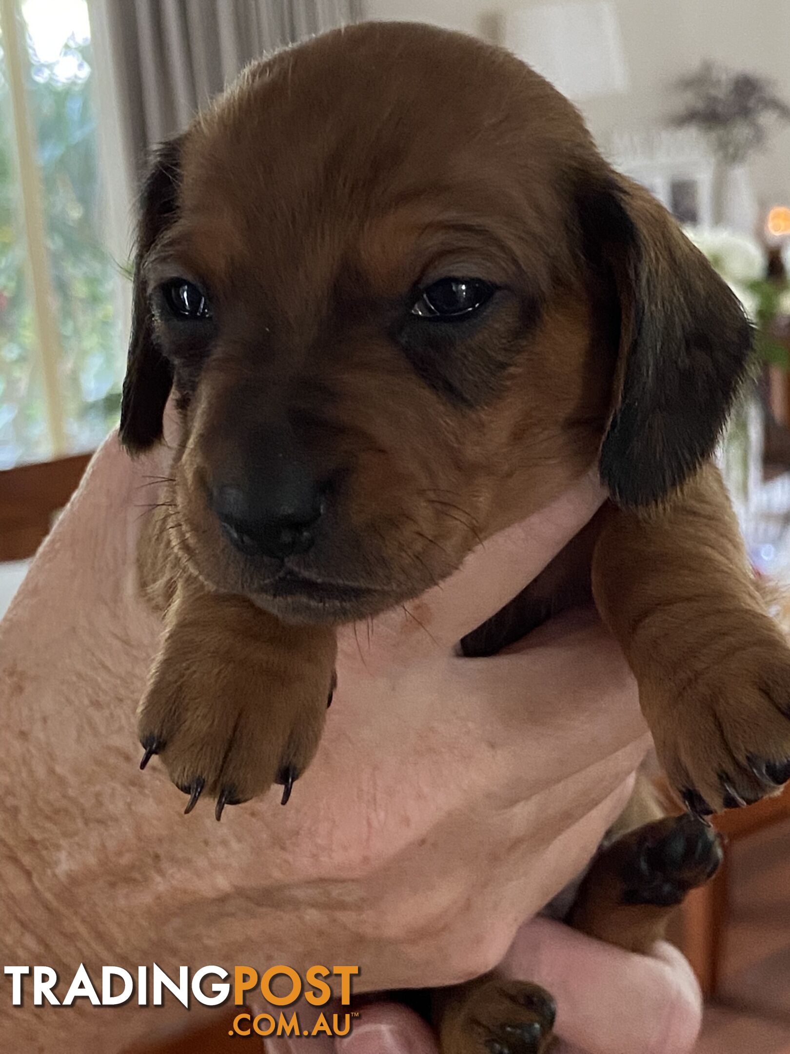 Adorable Pure Bred Dachshund Puppies