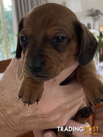 Adorable Pure Bred Dachshund Puppies